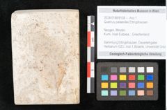 Foto (Objekt + Etikett) von Quercus palaeoilex Ettingshausen (NHMW-GEO-2024-0188-8108)
